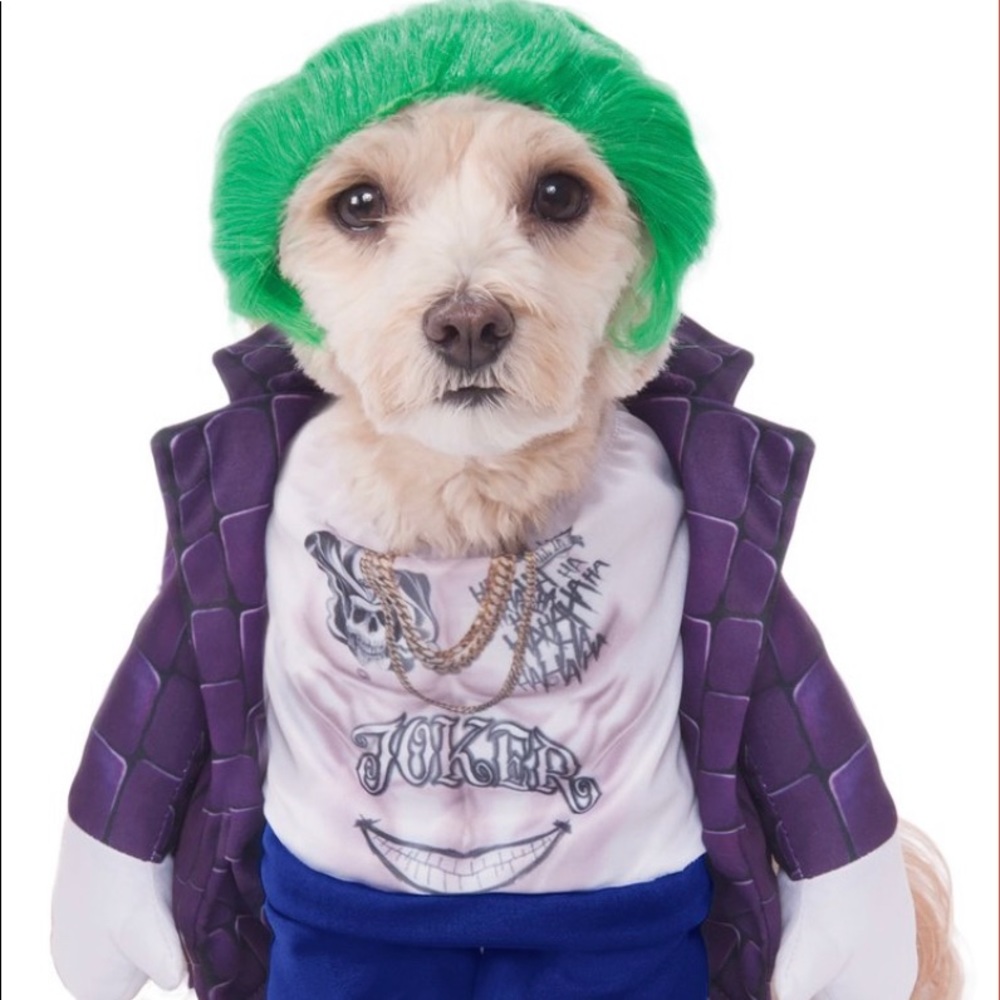 4/$40 Cool Dude Dog Costume